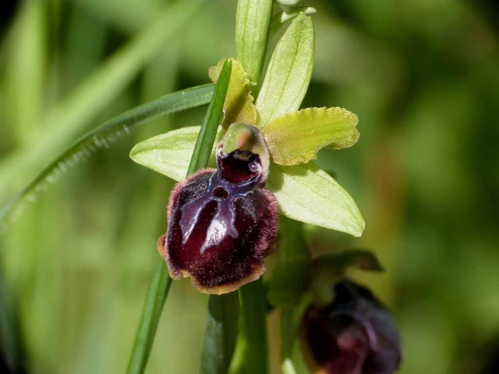 Ophrys di Ostia